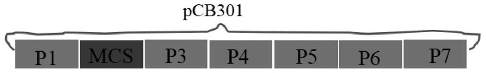 Strawberry vein banding virus vector, construction method thereof and application of strawberry vein banding virus vector in foreign protein expression