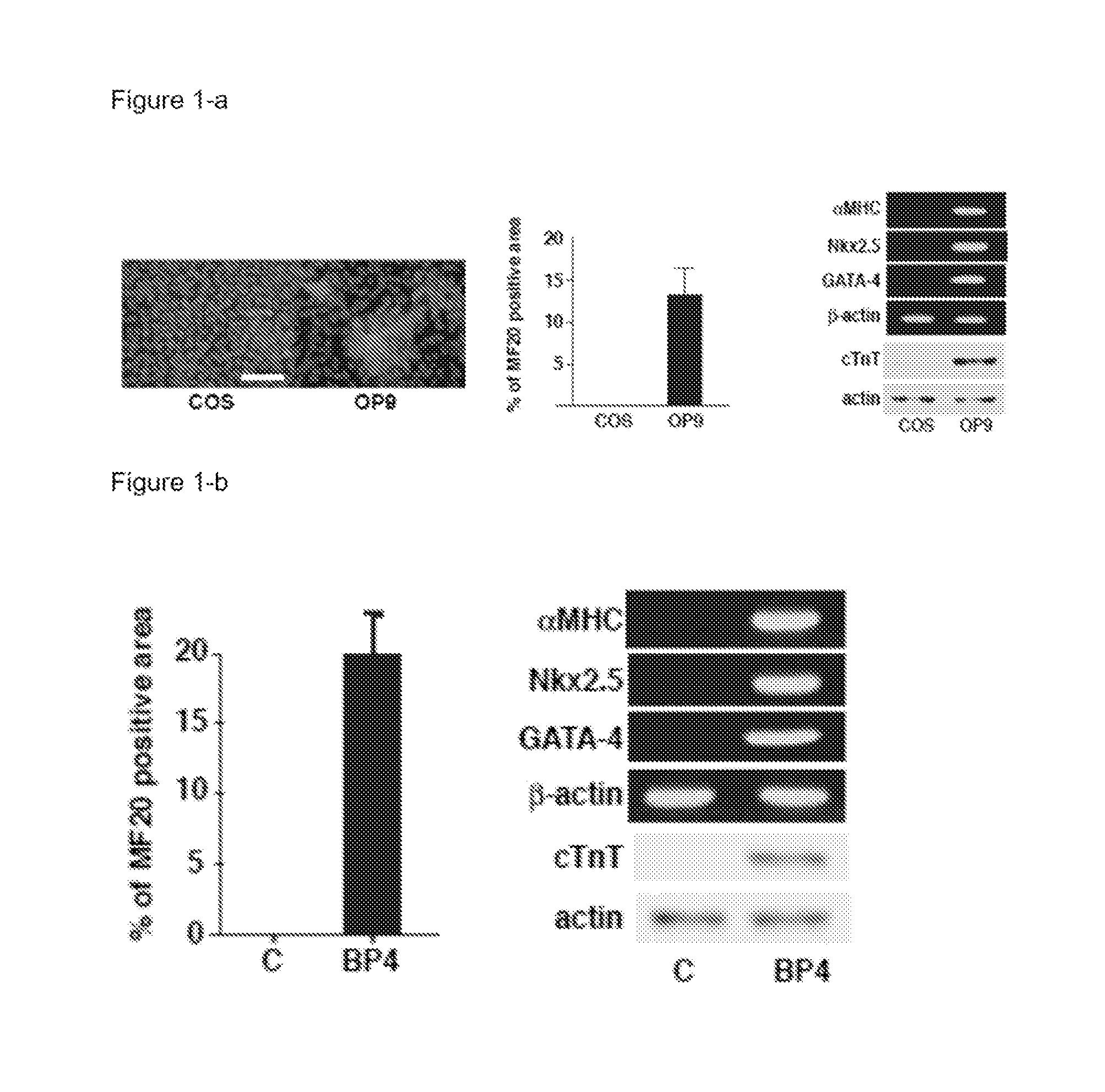 Wnt Signaling Inhibitor Comprising Insulin-Like Growth Factor-Binding Protein