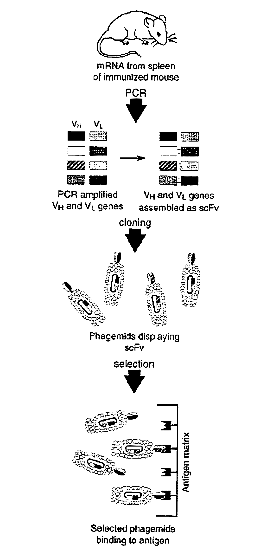 Therapeutic monoclonal antibodies that neutralize botulinum neurotoxins