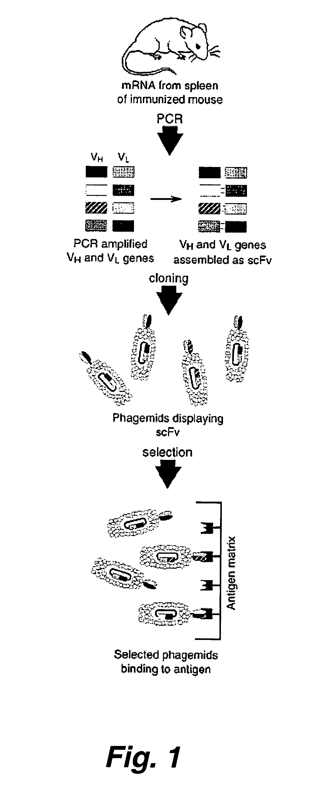 Therapeutic monoclonal antibodies that neutralize botulinum neurotoxins