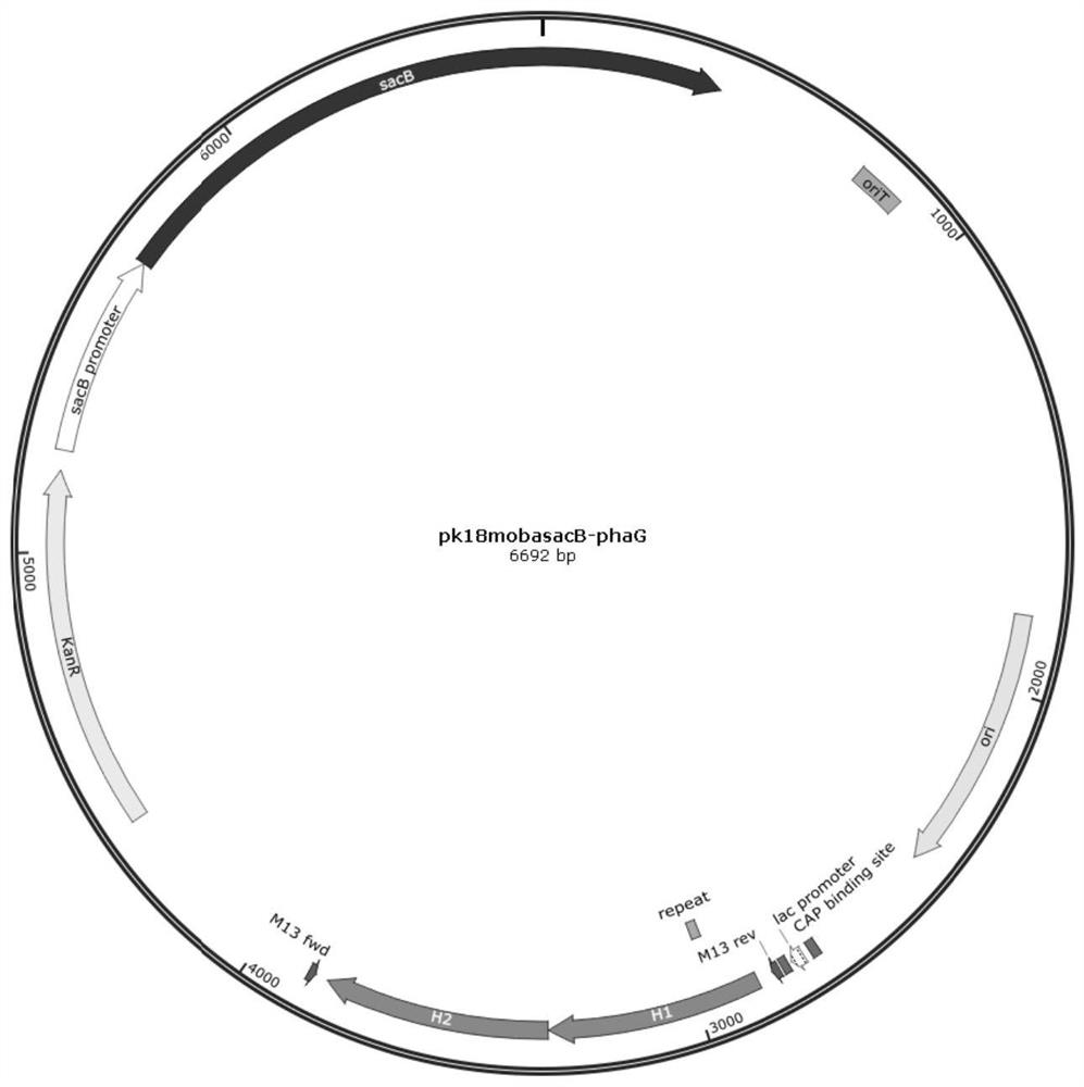 A method for microbial production of short, medium and long chain polyhydroxy fatty acid copolymers