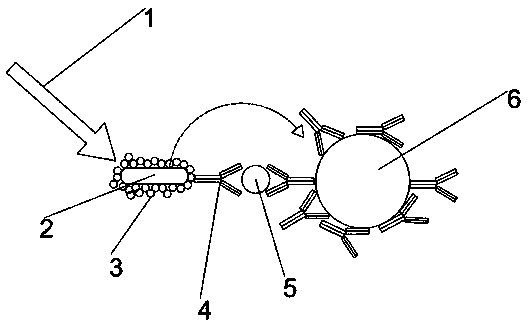 Homogeneous method heart-type fatty acid binding protein chemiluminiscence detection reagent and preparation method thereof