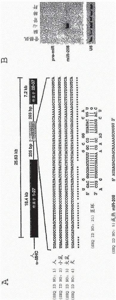 A micro-rna family that modulates fibrosis and uses thereof