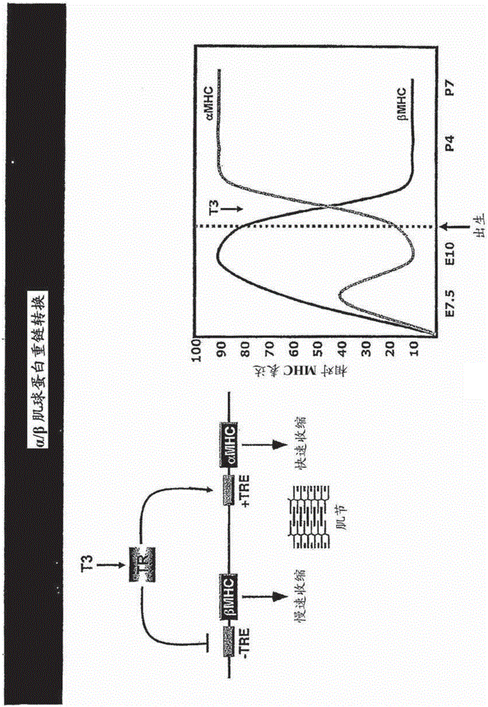 A micro-rna family that modulates fibrosis and uses thereof