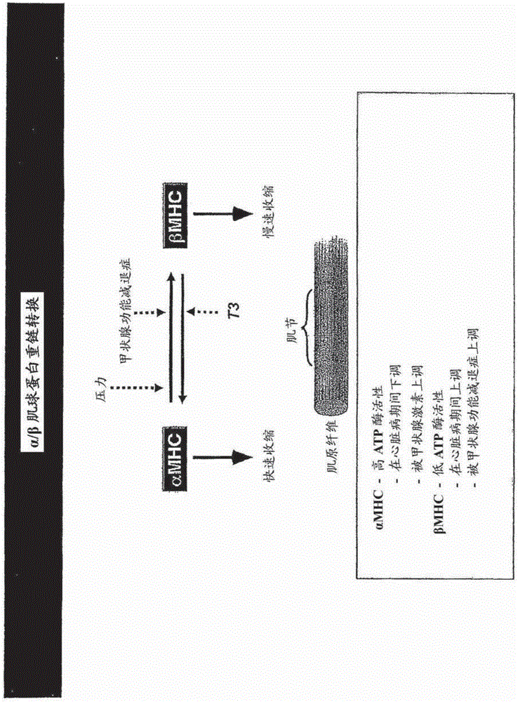 A micro-rna family that modulates fibrosis and uses thereof