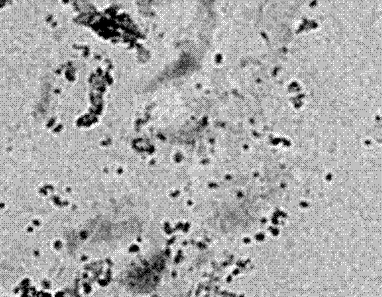 Magnetic enzyme nanogel biocatalytic particle and preparation method thereof