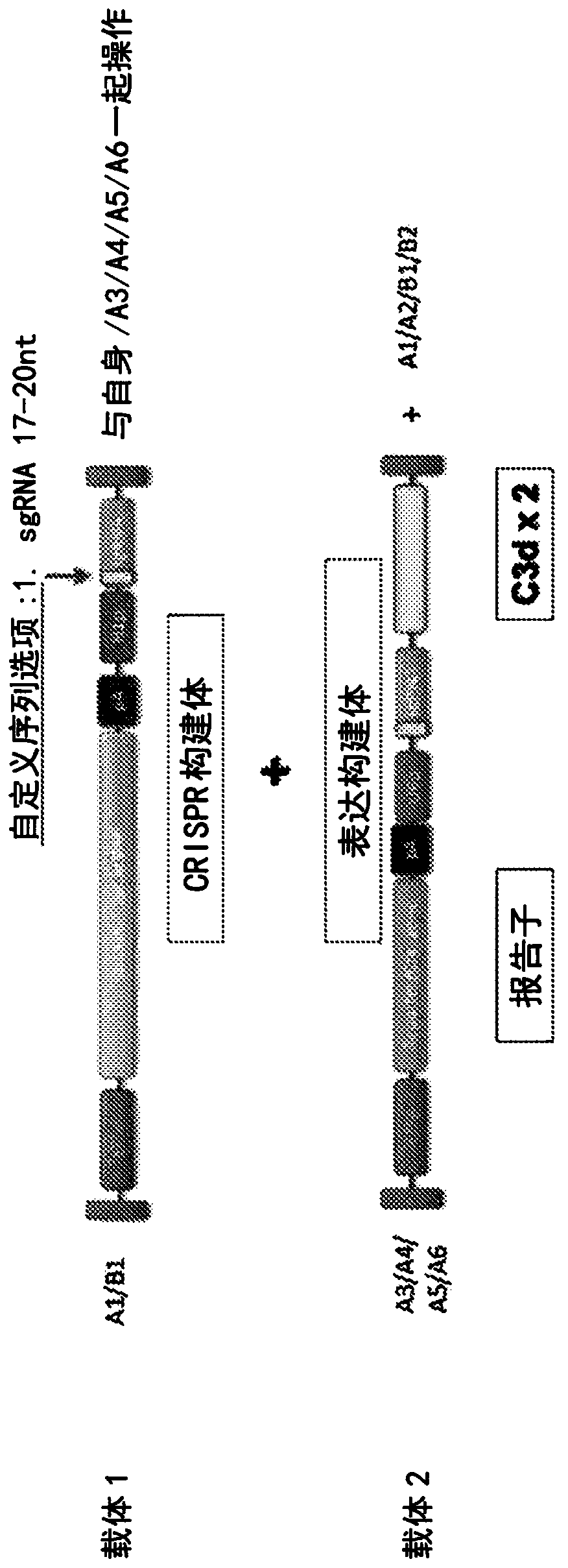 Methods and compositions to enhance the immunogenicity of tumors