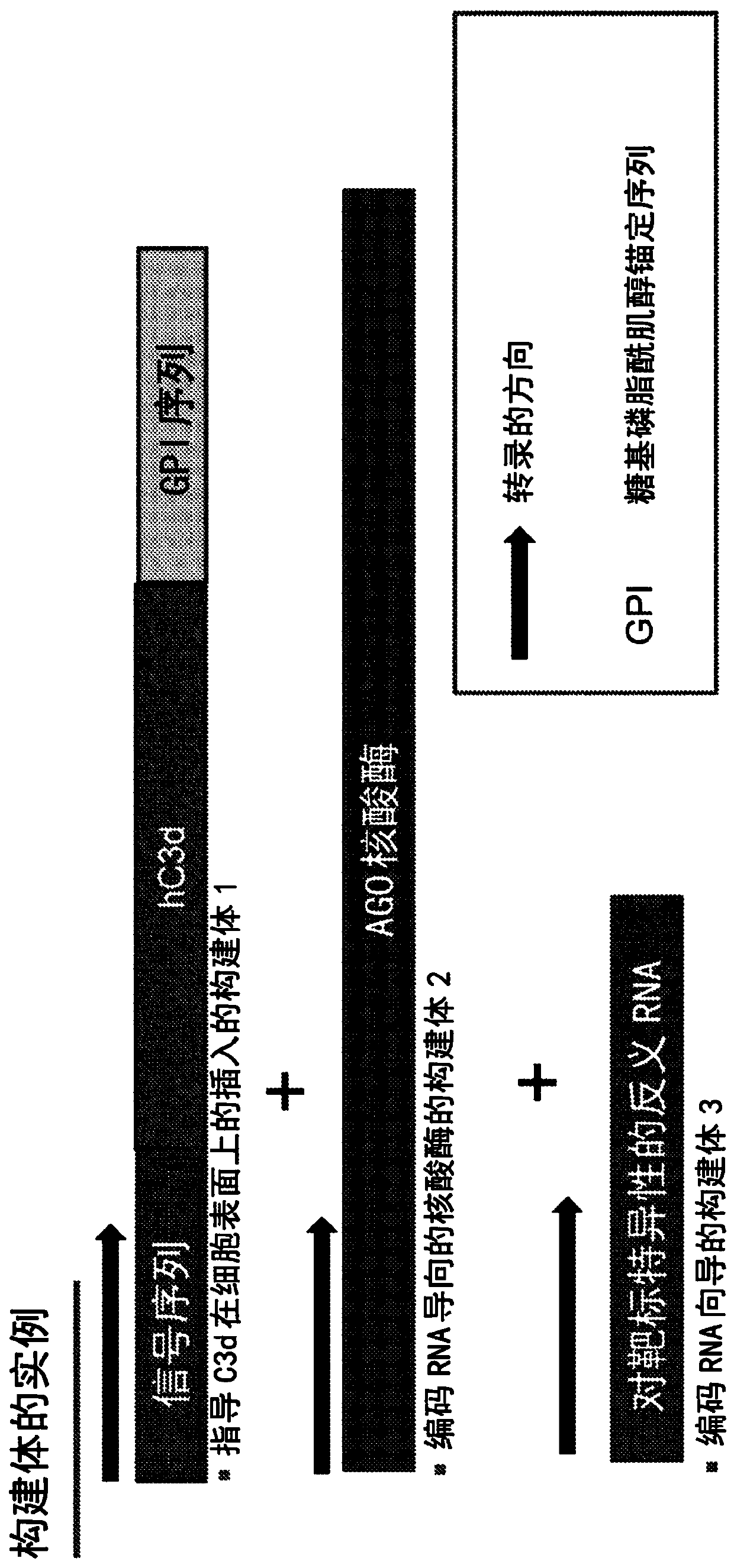 Methods and compositions to enhance the immunogenicity of tumors