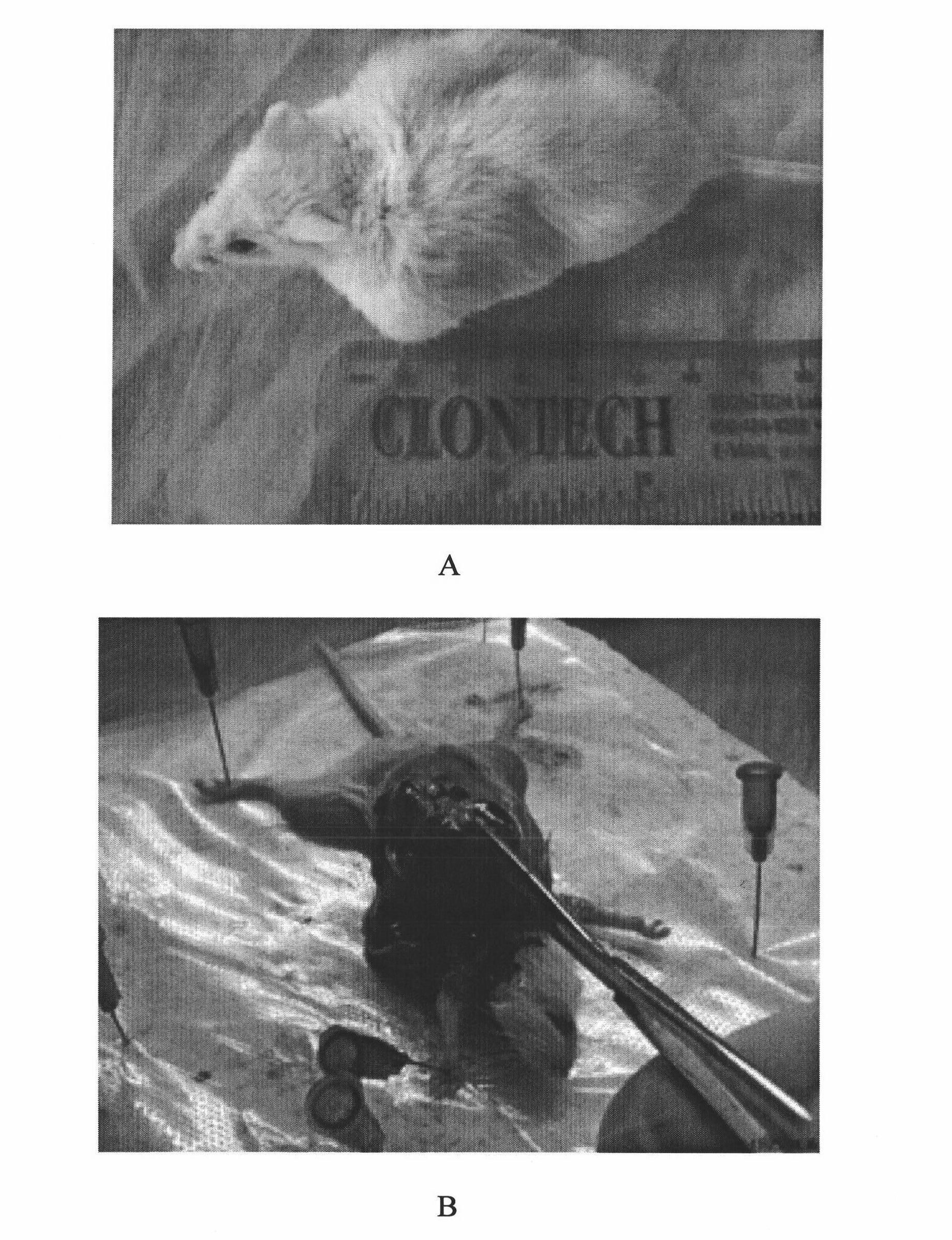 Human osteosarcoma cell line group and mouse in-vivo transplantation model