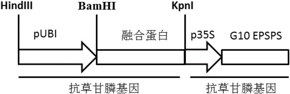 Glyphosate-resistant Fusion Gene, Encoding Protein and Application