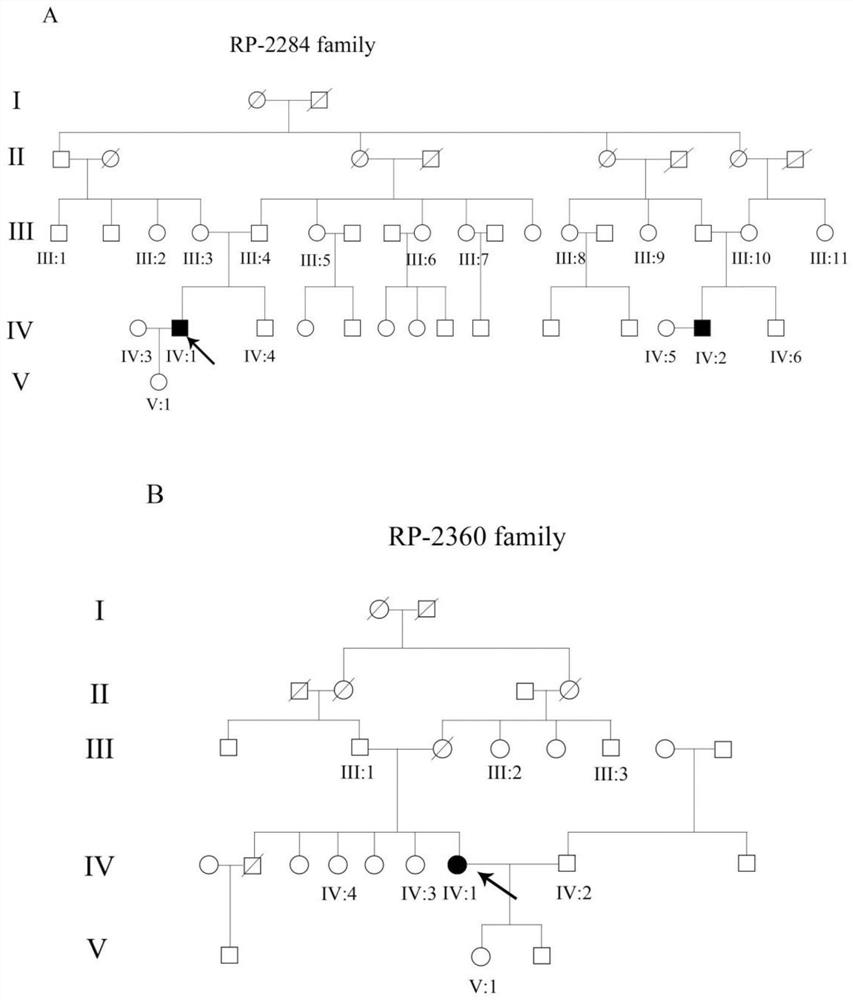 A retinitis pigmentosa screening kit