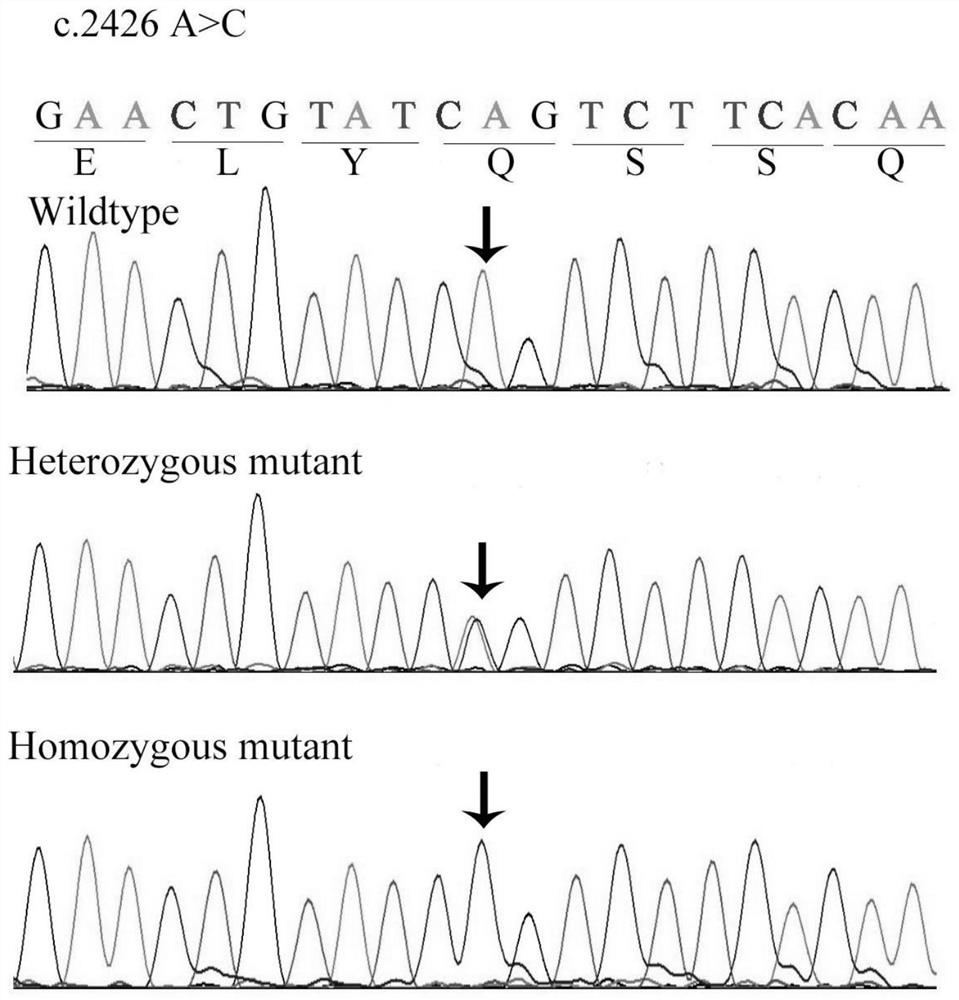 A retinitis pigmentosa screening kit