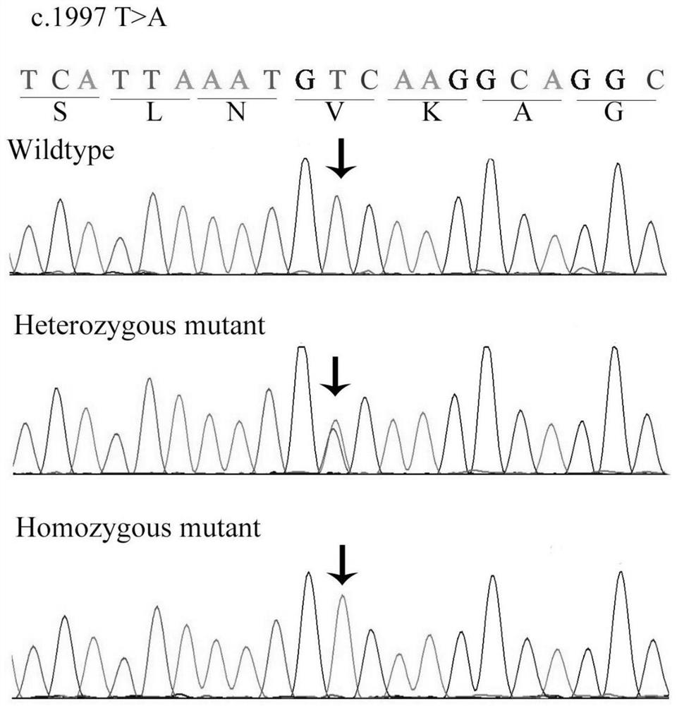 A retinitis pigmentosa screening kit