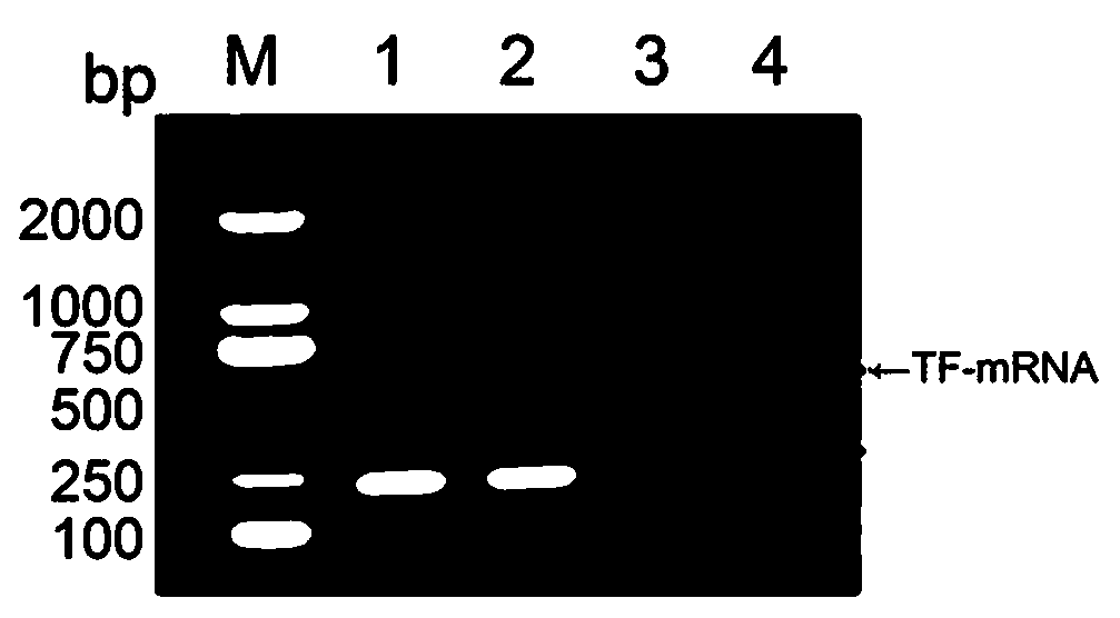 Application of platelet microparticles in elevated expression of cell tissue factors