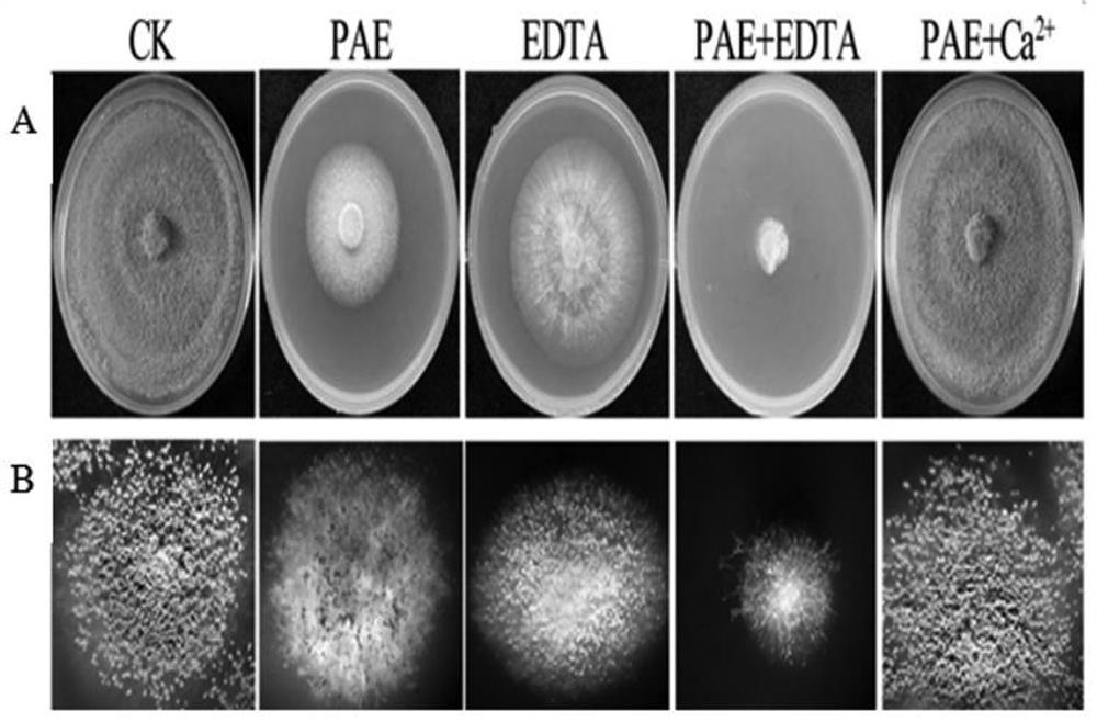 A kind of aspergillus flavus control composition containing perillaldehyde and calcium ion chelating agent edta and its application