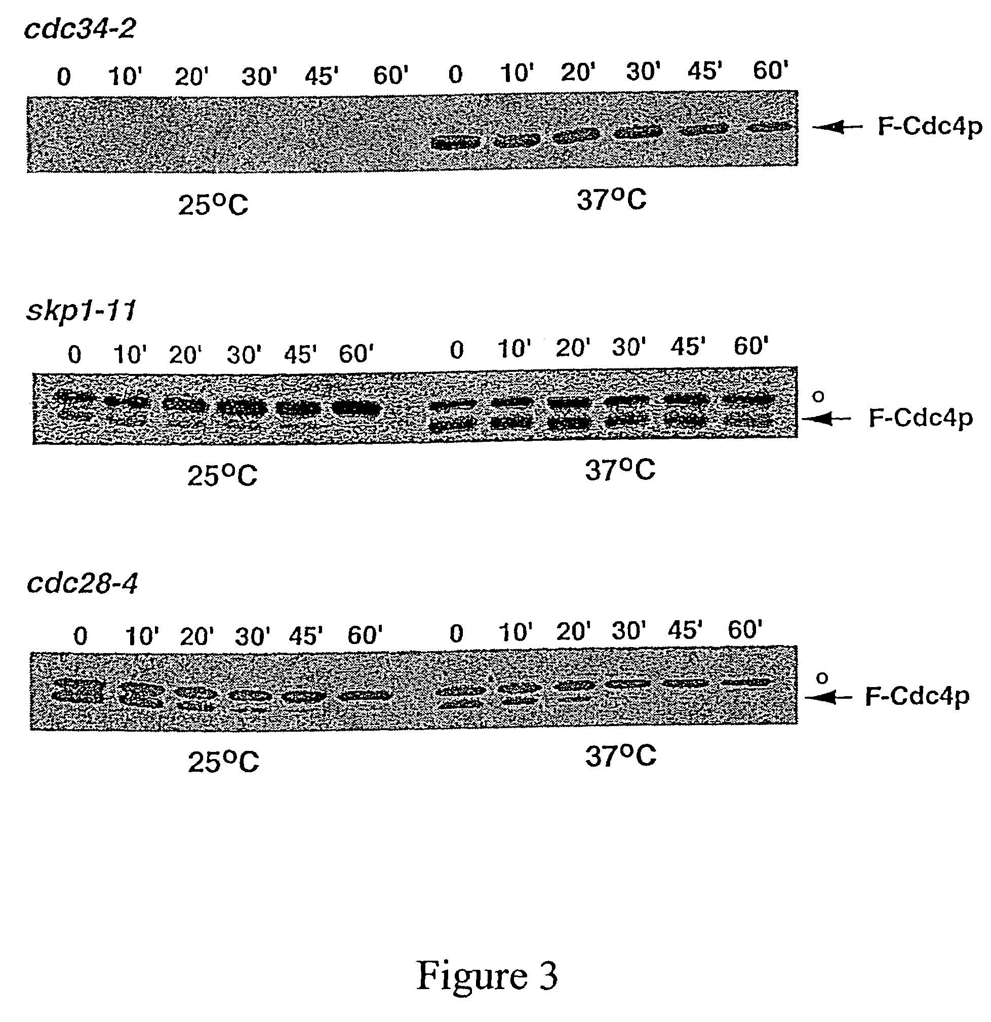 Targeted proteolysis by recruitment to ubiquitin protein ligases