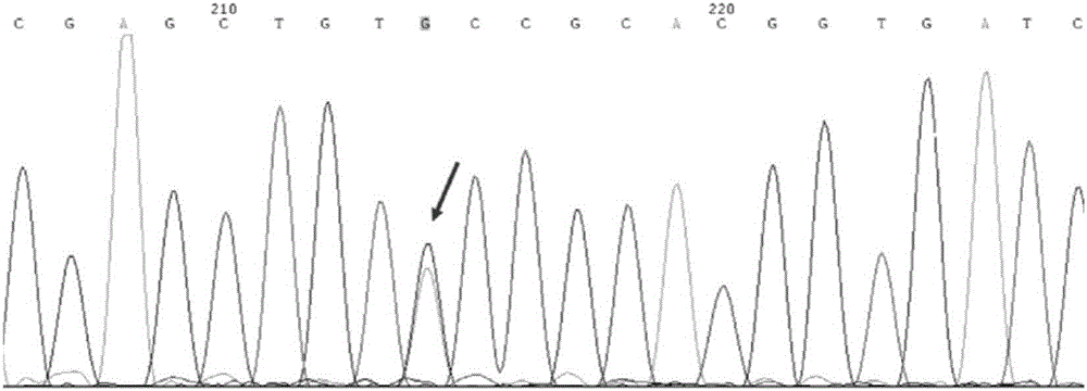 Method for genetic testing in single cells by HRM (high resolution melting) and pyrosequencing