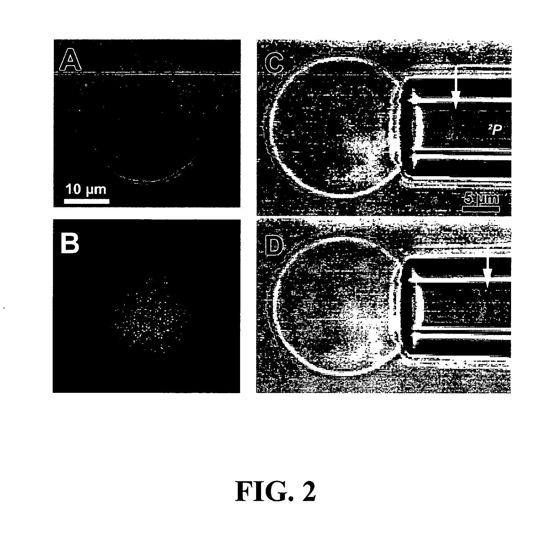 Polymersomes and related encapsulating membranes