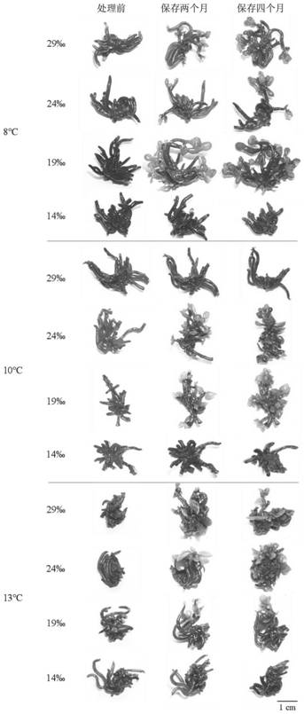 In-vitro preservation method for sargassum fusiforme rhizoid germplasm resources