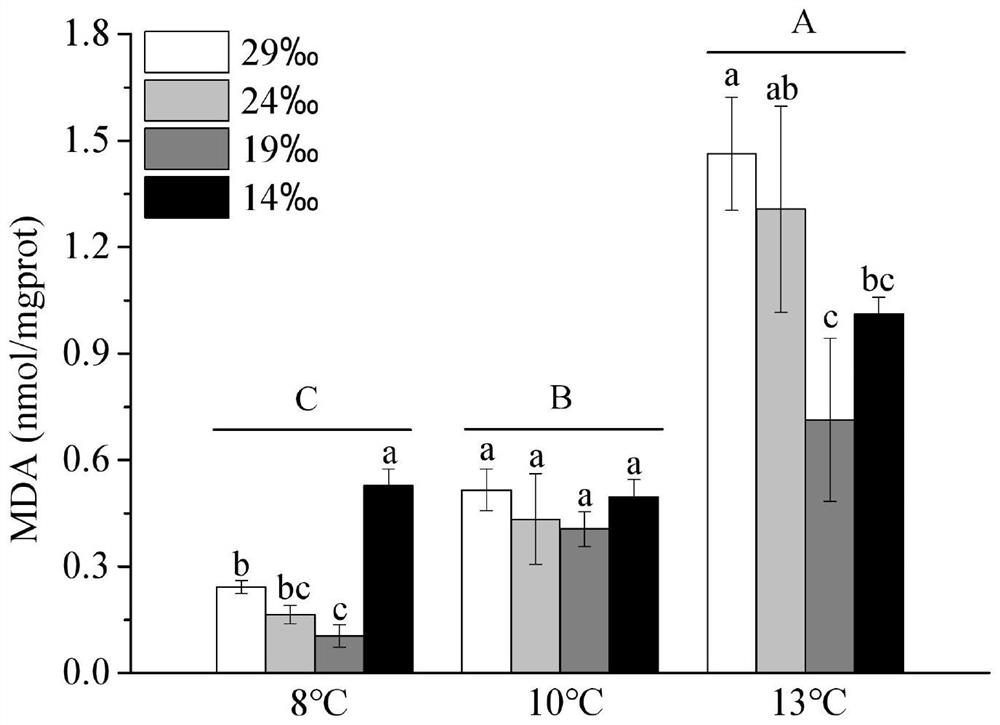 In-vitro preservation method for sargassum fusiforme rhizoid germplasm resources