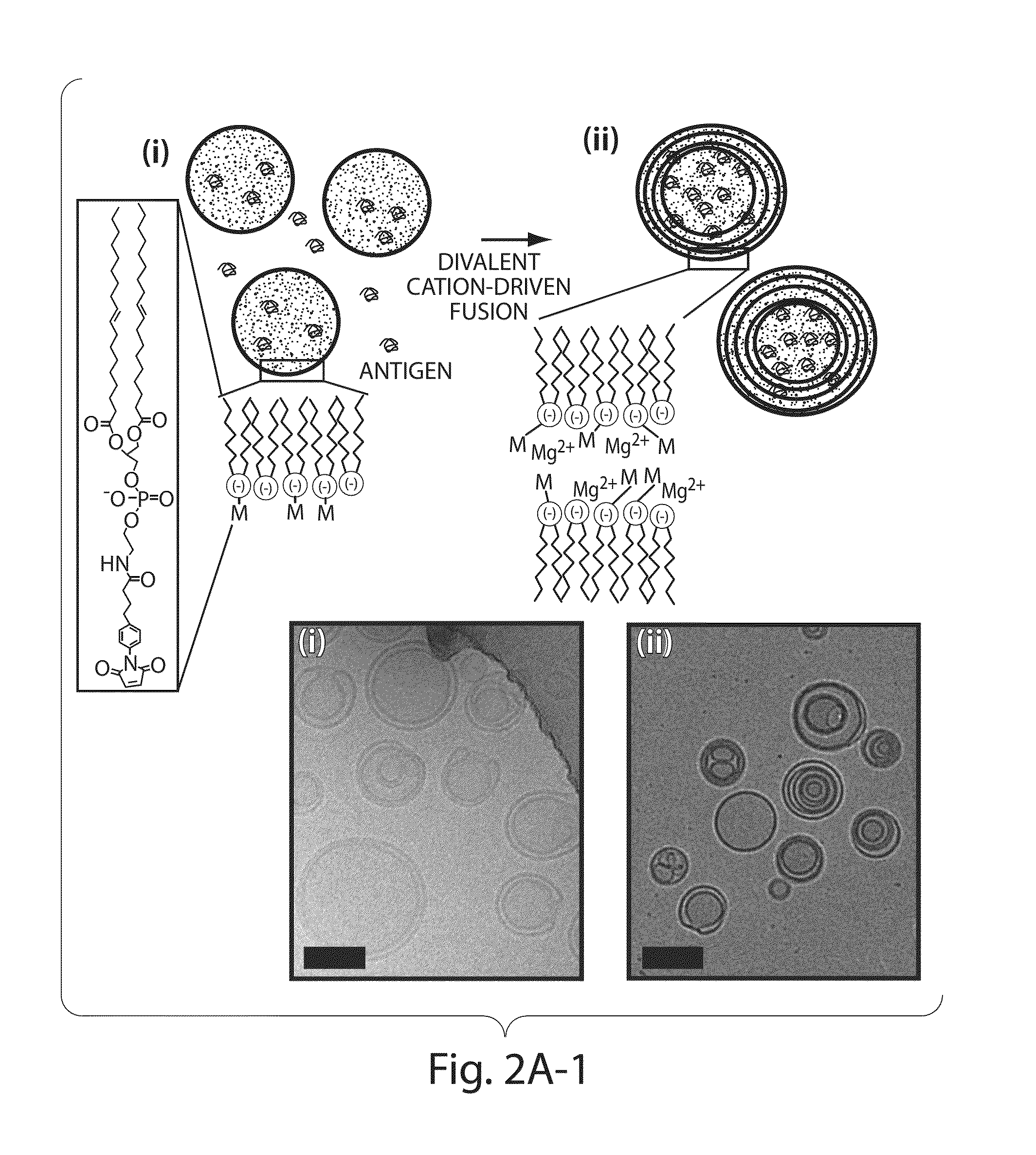 Lipid vesicle compositions and methods of use