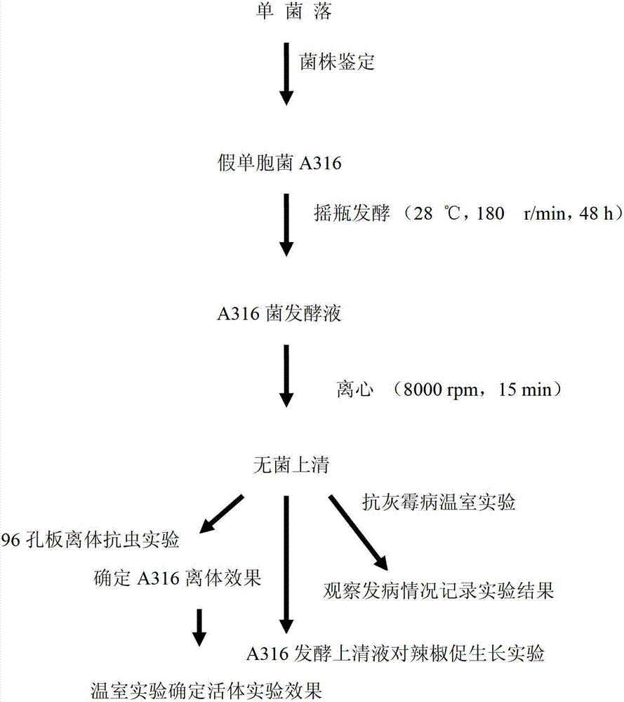 Application of fermentation supernatant liquid of pseudomonas