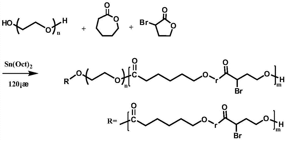 Synthesis method of amphiphilic polyethylene glycol-polycyclic lactone copolymer containing multiple bromine functional groups and preparation method of thermosensitive polymer