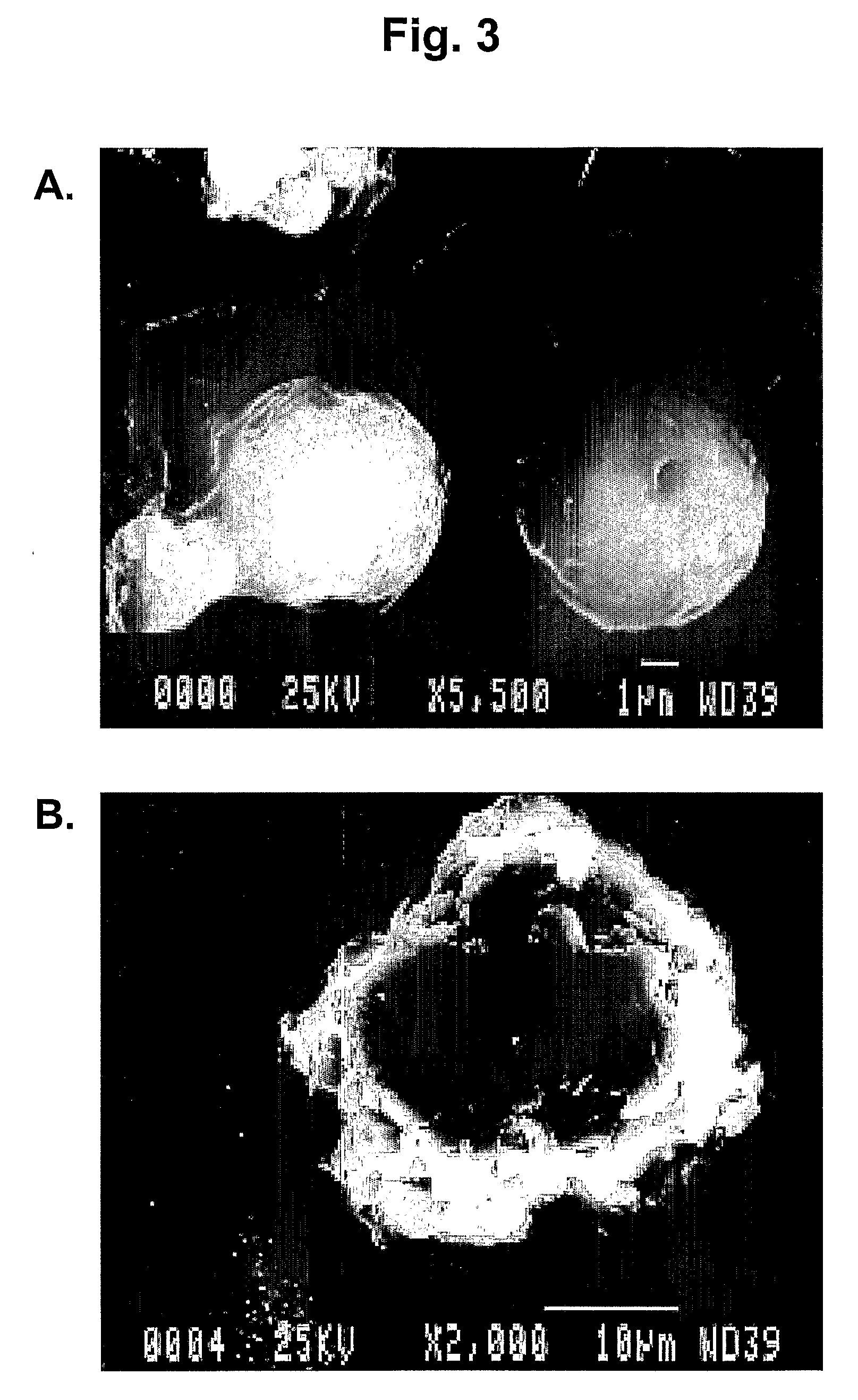 Microparticles and Nanoparticles for the Transmucosal Delivery of Therapeutic and Diagnostic Agents