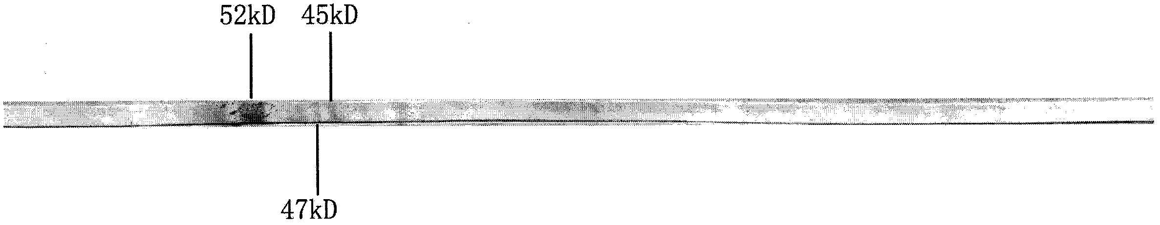 Gradient gel and preparation method thereof