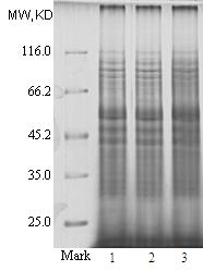 Extraction separation method for soil intracellular protein