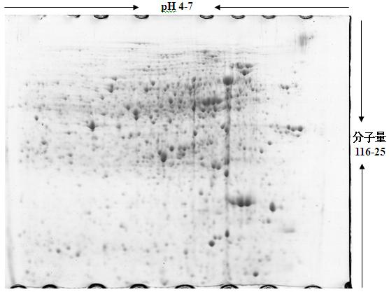 Extraction separation method for soil intracellular protein