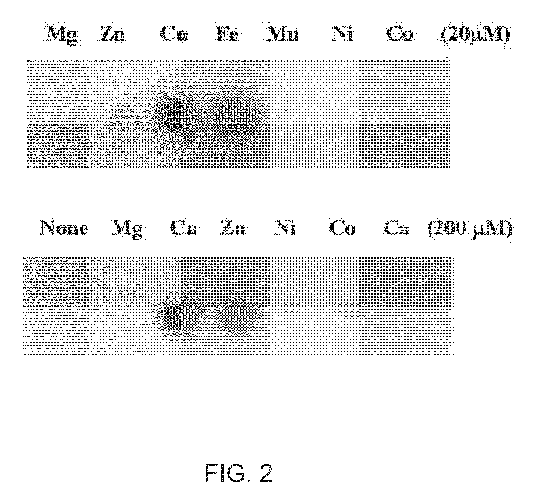 Method for in vitro phosphorylation of trap of Staphylococcus aureus and a method for screening the inhibitor of the trap phosphorylation