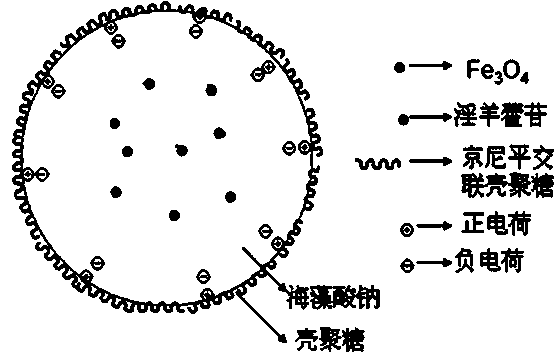 Autofluorescence bone repairing magnetic sustained-release microspheres