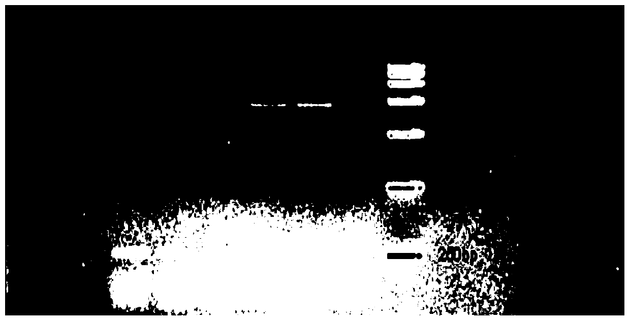 Bostrychus sinensis vitellogenin full-length gene, cloning method thereof and application thereof