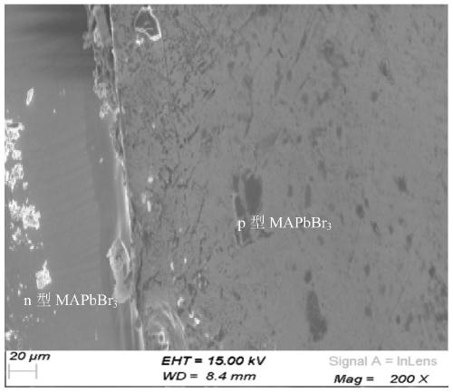 Homojunction photodiode and triode based on methylamine lead bromide single crystal and preparation method thereof