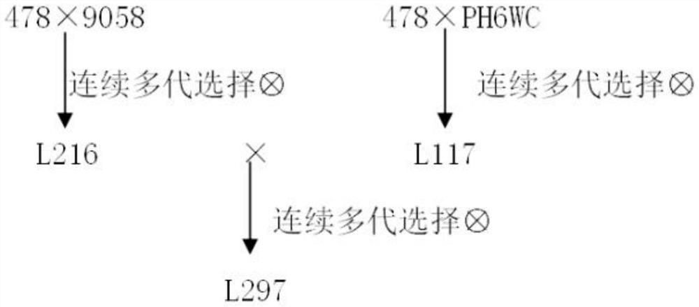 Corn hybridization method