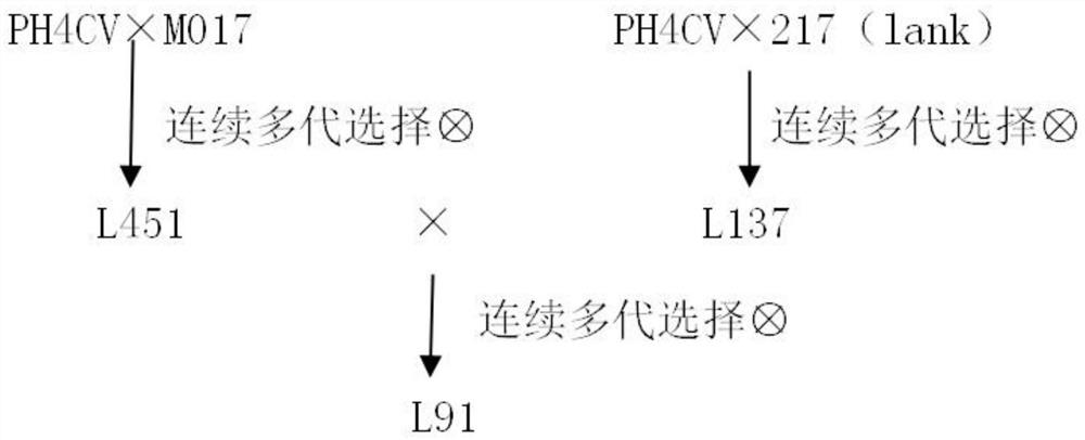 Corn hybridization method