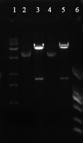 Recombinant humanized III-type collagen and prokaryotic expression method thereof