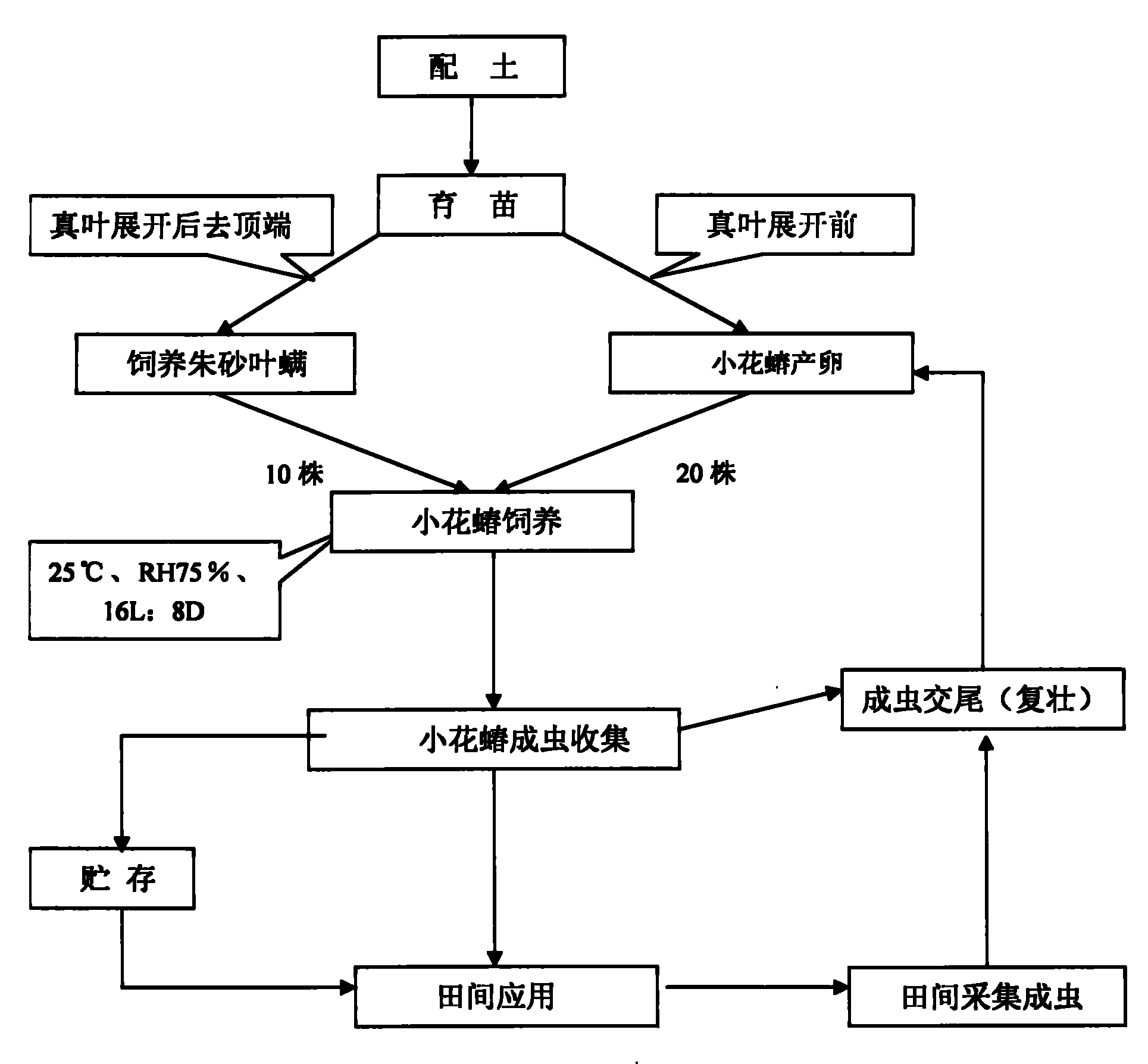 Artificial propagation method of minute pirate bugs