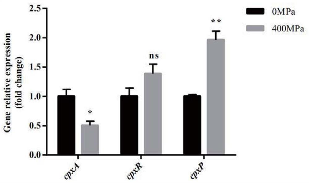 A protein regulating Cronobacter sakazakii's stress tolerance, its encoding gene and application