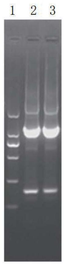 A protein regulating Cronobacter sakazakii's stress tolerance, its encoding gene and application