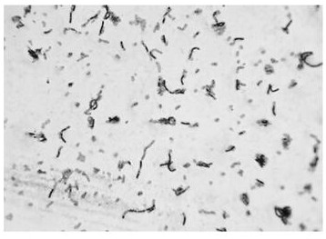 Bacillus aryabhattai and application thereof in disease and pest control of American ginseng