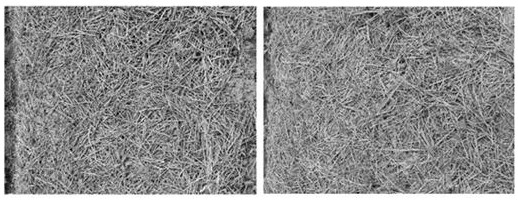 Bacillus aryabhattai and application thereof in disease and pest control of American ginseng