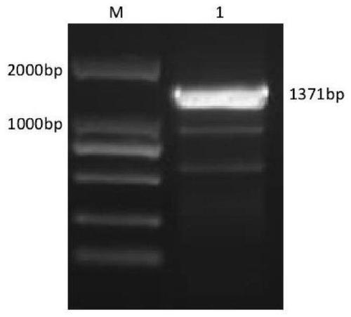 Orf F1L vaccine based on ferritin nanoparticles and preparation method of orf F1L vaccine