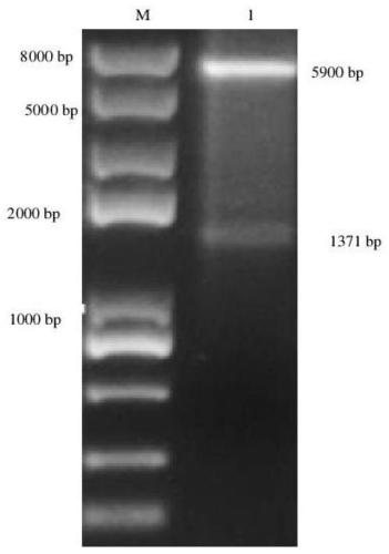 Orf F1L vaccine based on ferritin nanoparticles and preparation method of orf F1L vaccine