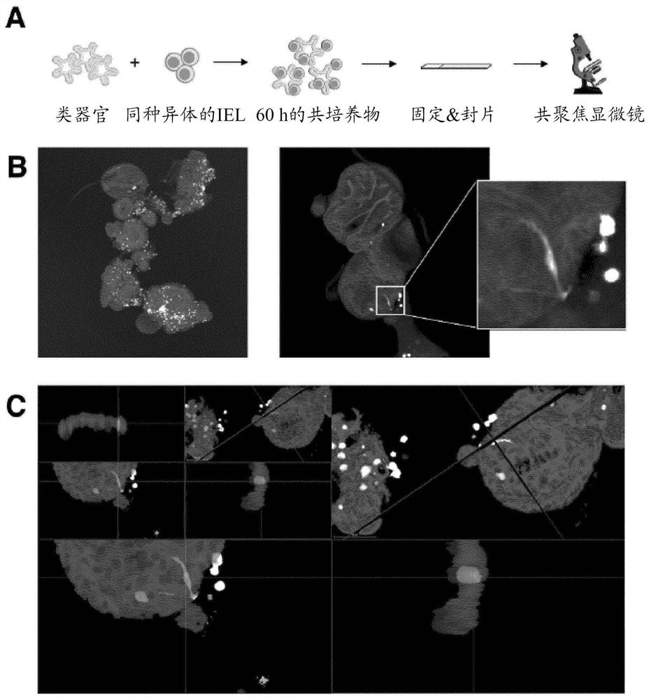 Immune cell organoid co-cultures