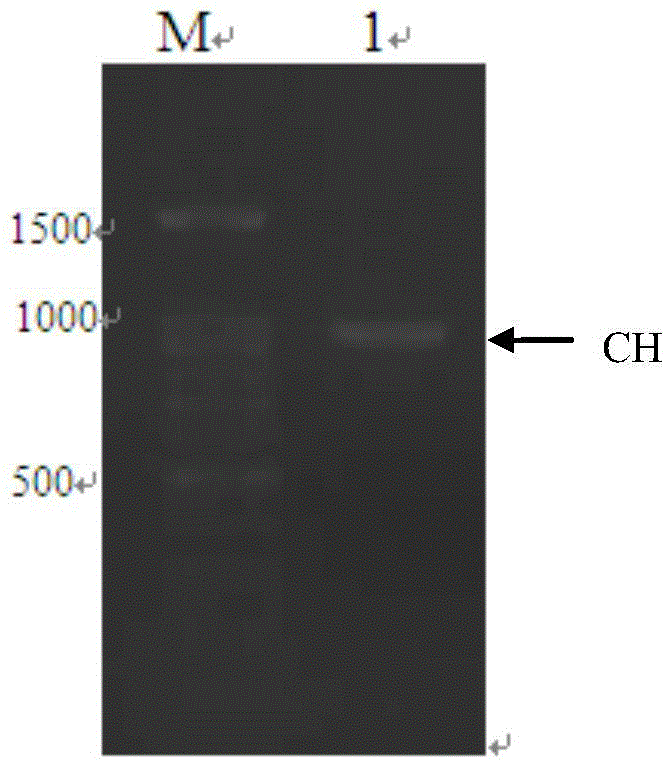 Humanized antibody expression vector and construction method thereof