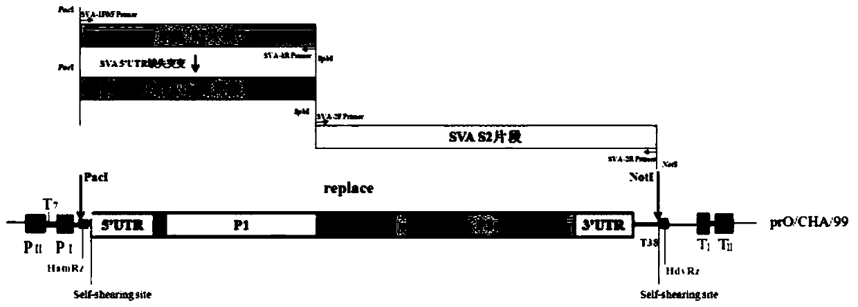 Recombinant nucleic acid of seneca virus, recombinant vaccine strain as well as preparation method and application thereof