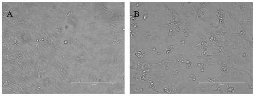 Recombinant nucleic acid of seneca virus, recombinant vaccine strain as well as preparation method and application thereof