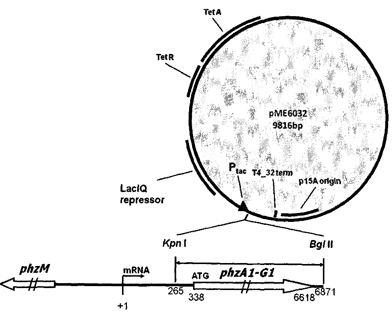 Method for producing phenazine-1-carboxylic acid by using engineering bacterial strain M18G to carry plasmid pME6032Phz